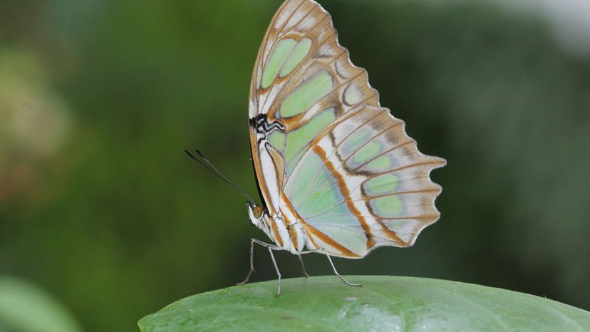 Malachite Butterfly