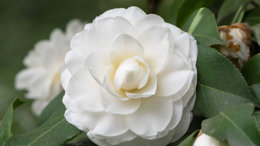 Camellia