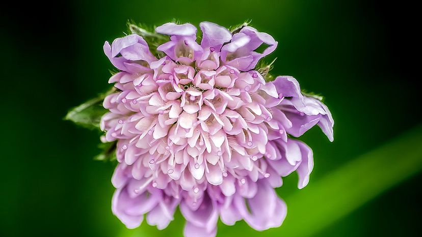 pincushion-flower