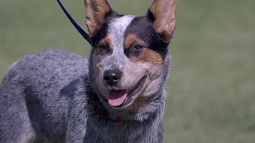 Australian Cattle Dog