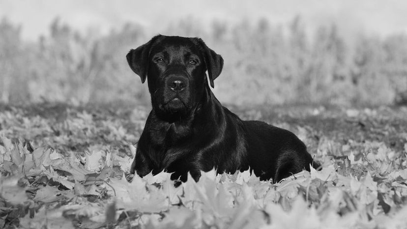 Labrador Retriever