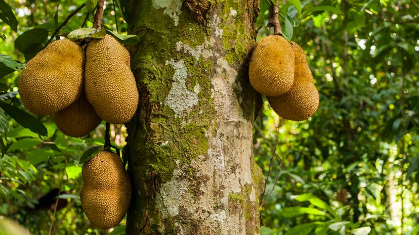 jackfruit