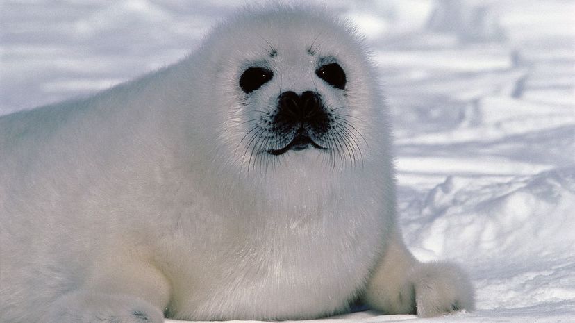 35 harp seal