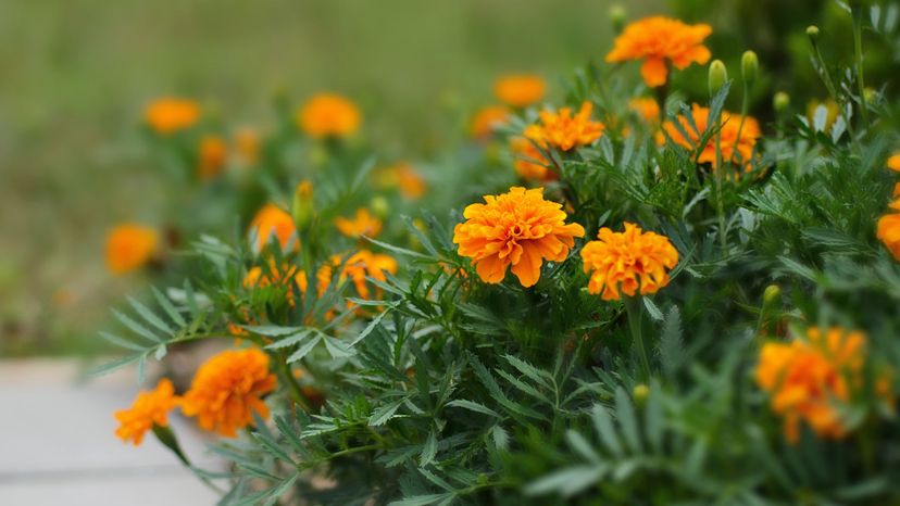 17 marigold GettyImages-150471176