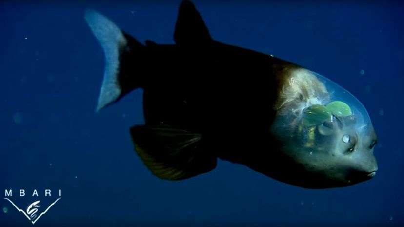 33 Barreleye