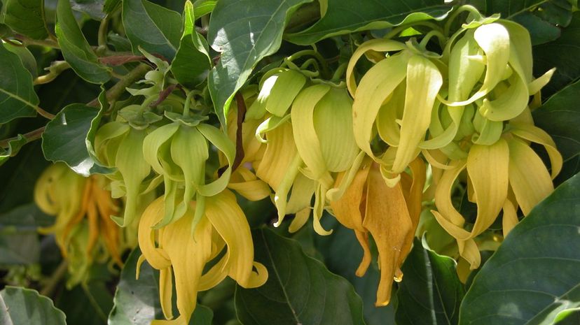 Ylang-ylang