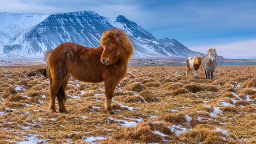 Icelandic pony