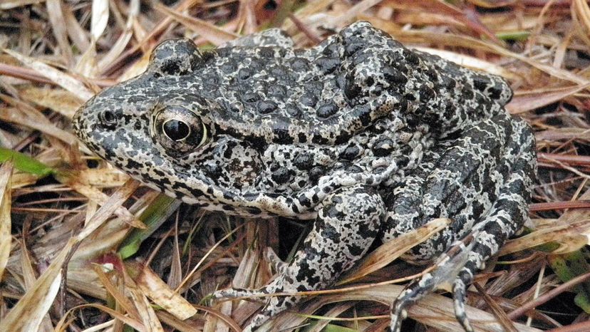 Mississippi's Dusky Gopher Frog (Mississippi)