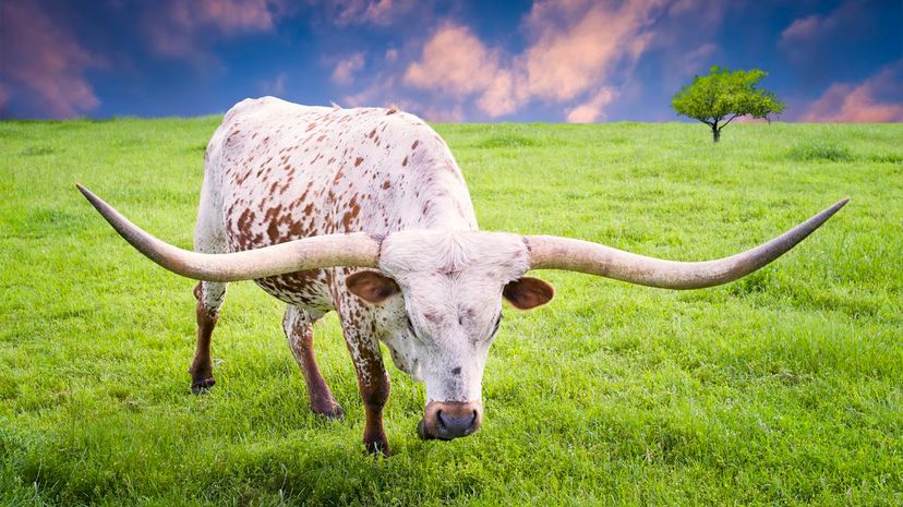 Texas Longhorn