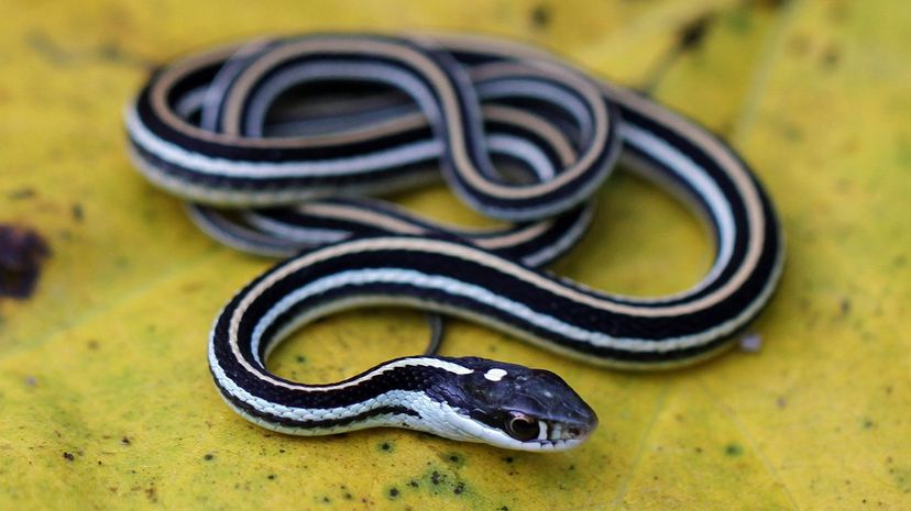 39 Ribbon Snake