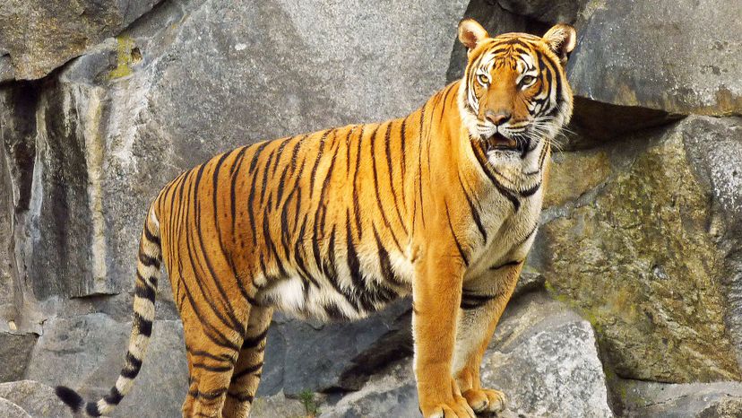 Indochinese tiger