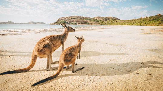 Which Australian Animal Are You Really, Based on Your Myers-Briggs Personality?