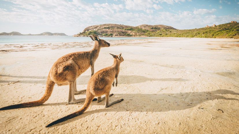 Which Australian Animal Are You Really, Based on Your Myers-Briggs