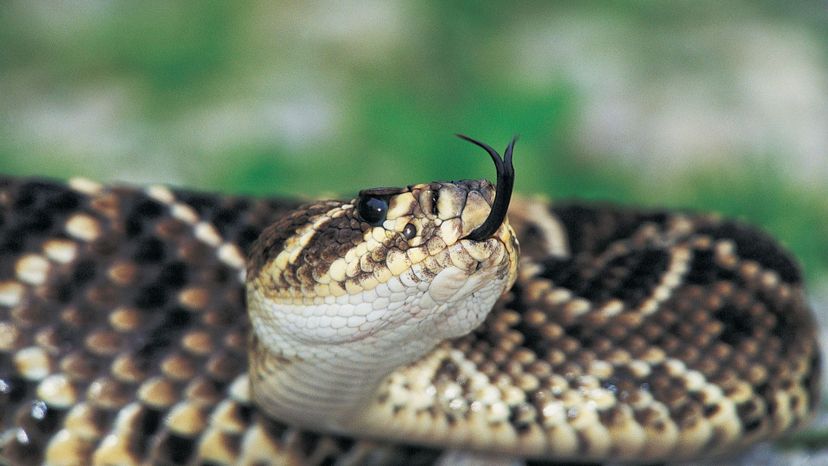 eastern diamondback rattlesnake