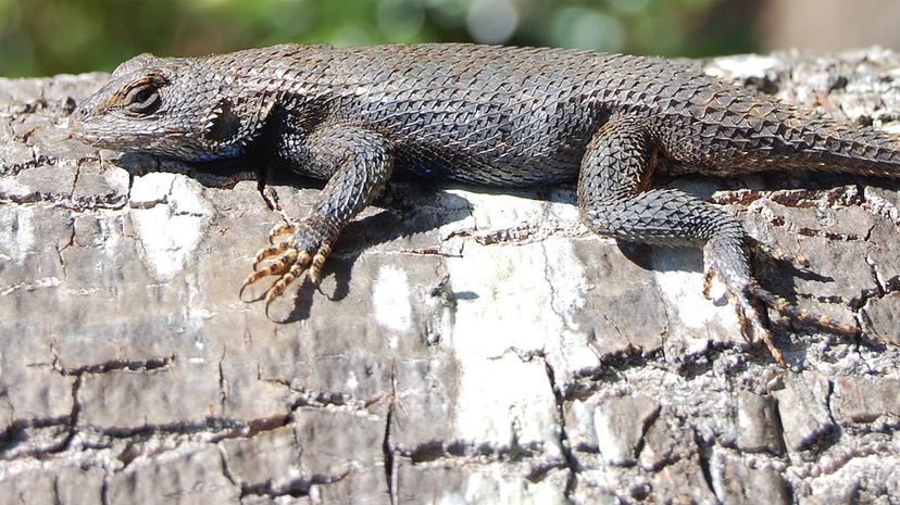 Eastern Fence Lizard