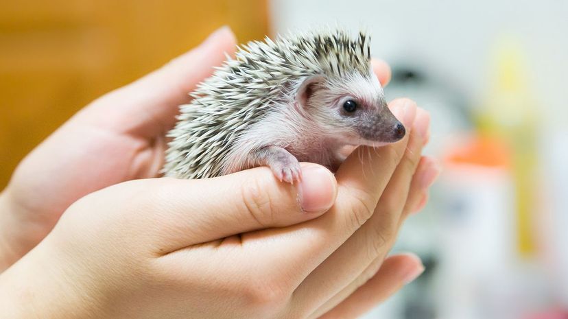 Hedgehog