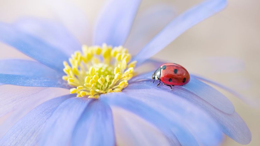 Q5 Coccinellidae