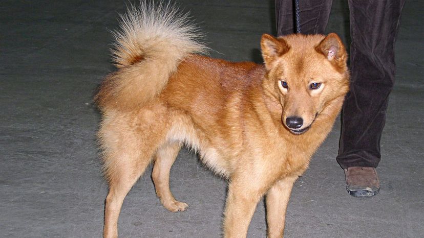 Finnish spitz
