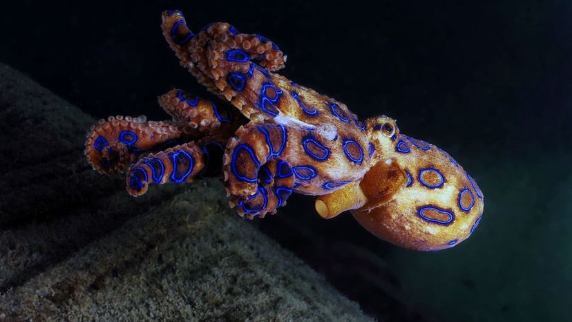 Blue Ringed Octopus