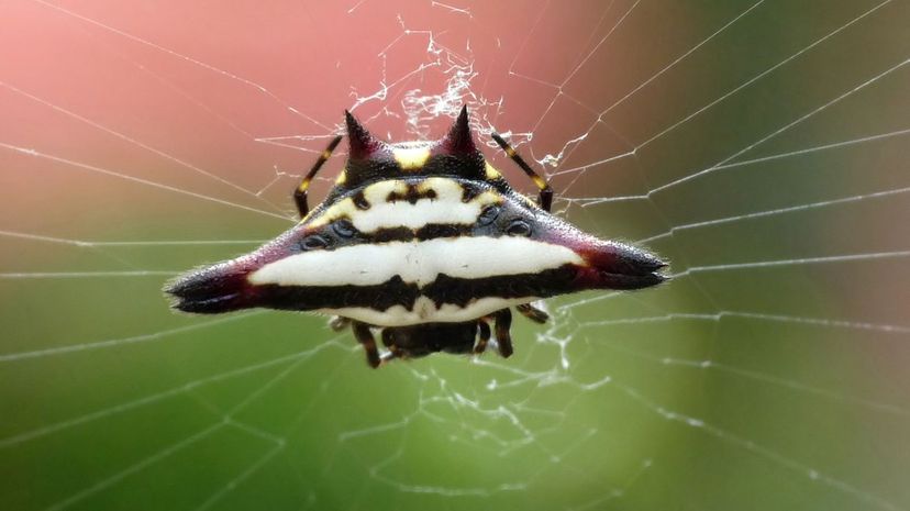 17 Spiny Backed Orb Weaver