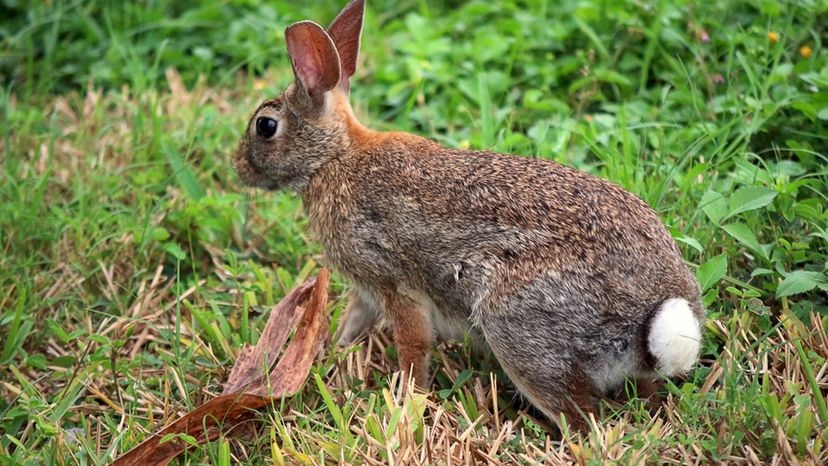 Cottontail Rabbit