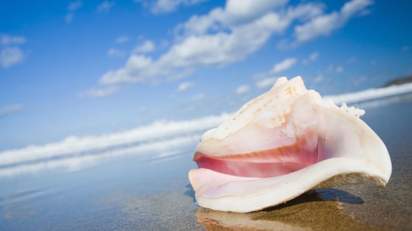 Queen Conch