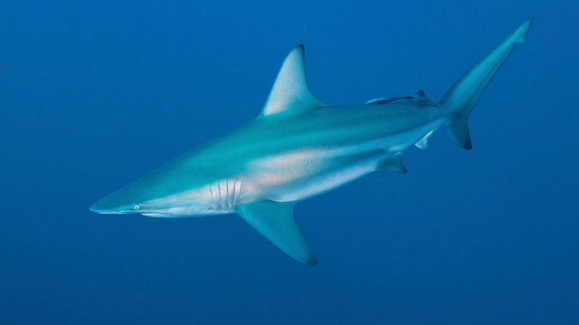 Blacktip shark