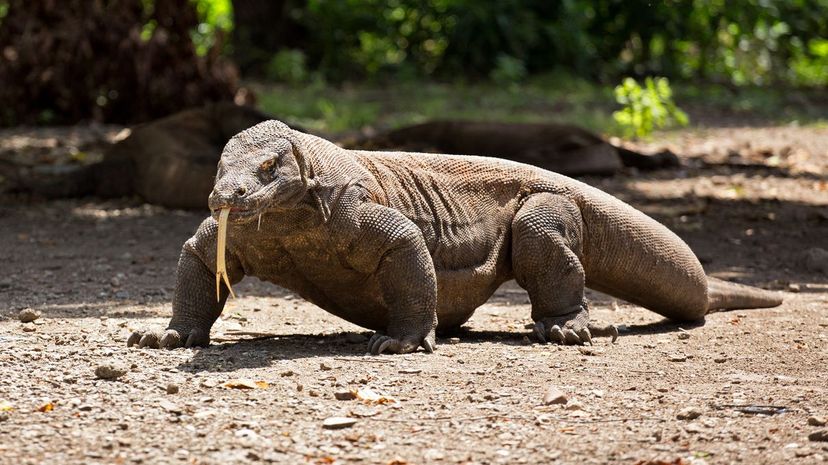 Komodo Dragon