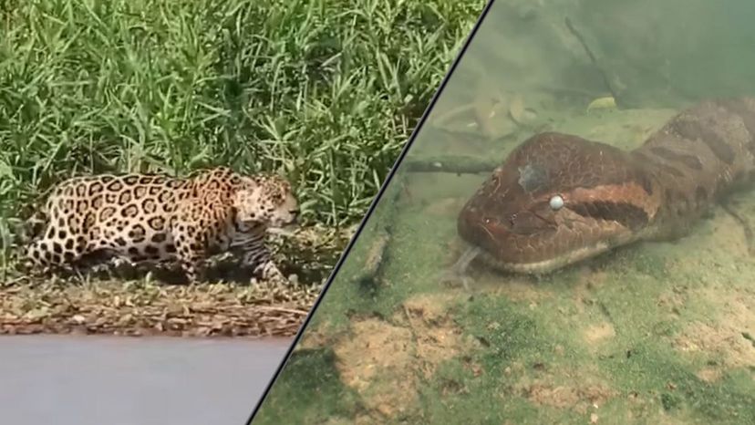 Jaguar Anacondas