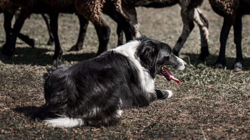 Border Collie.