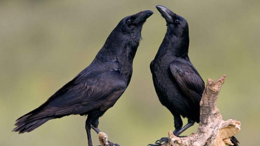 Crows