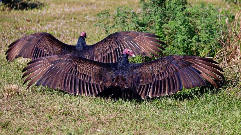 Turkey Vulture