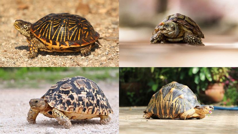 homopus, radiated tortoise, leopard tortoise, box turtle