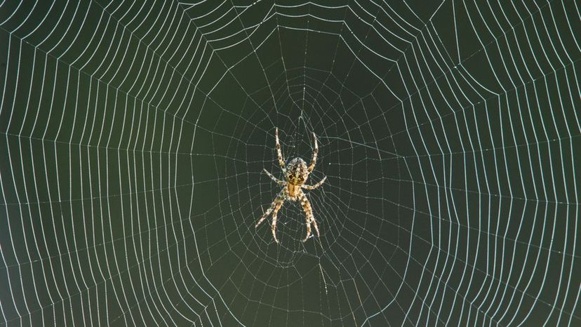 Spider