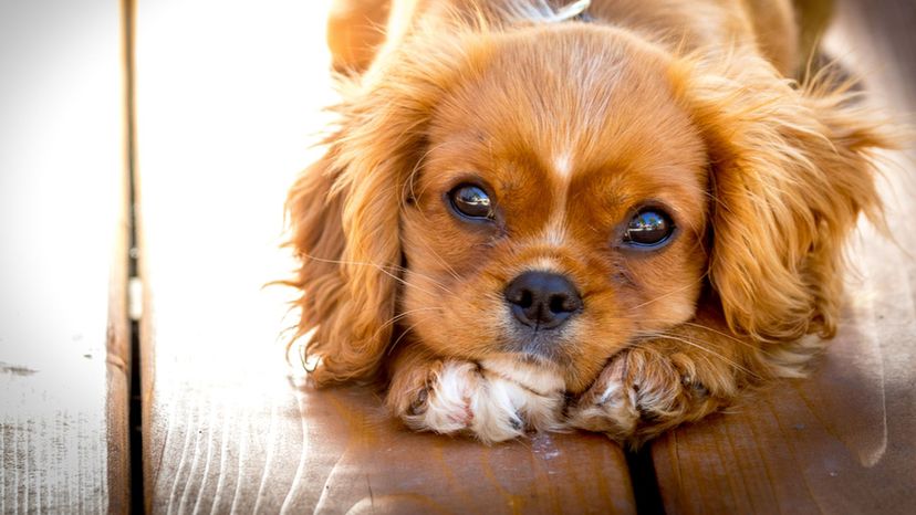 Tell Us About Your Feelings Toward These Dogs and We'll Guess the Your Perfect Dog Breed!