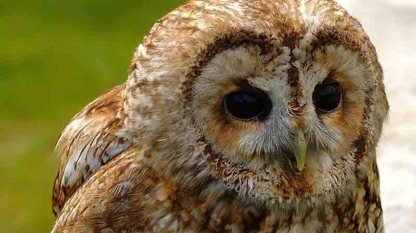 Tawny owl