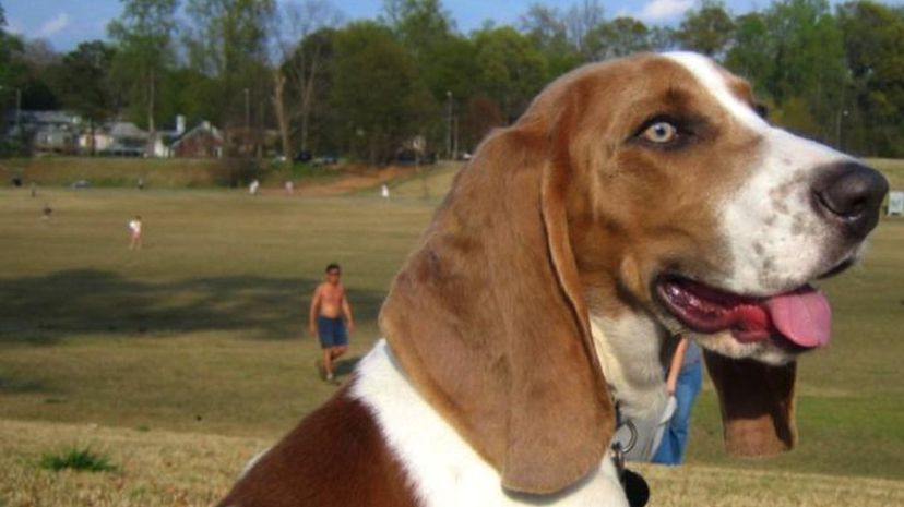 Basset hound