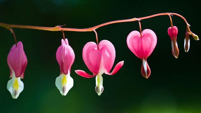 Common bleeding heart