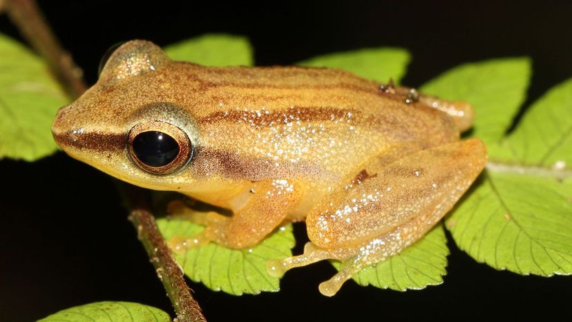 Sri Lanka Shrub Frog