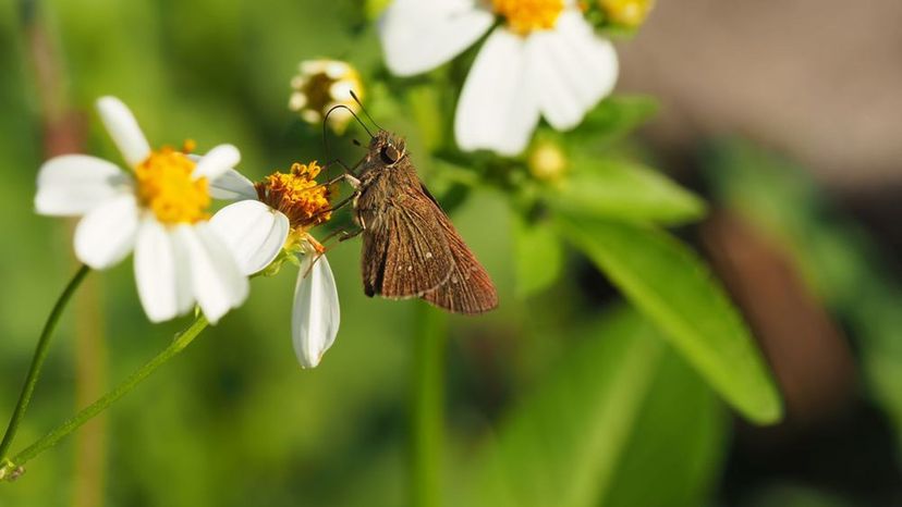 Field Skipper