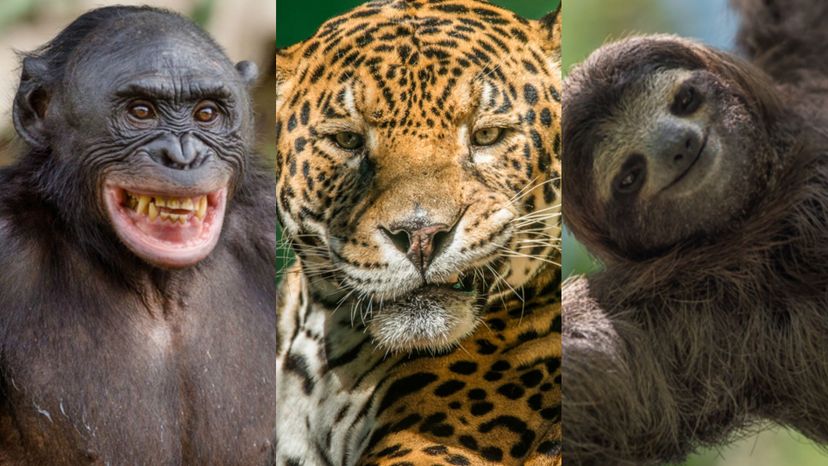 Which Rainforest Animal Is Your Spirit Animal?
