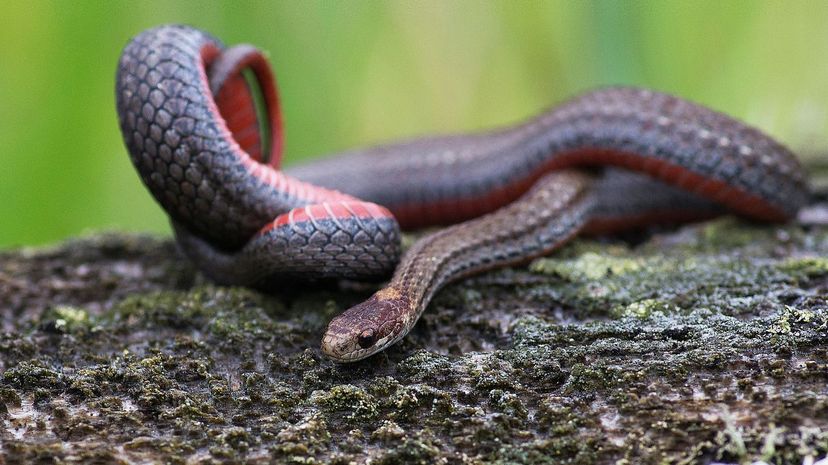 Red-bellied black snake