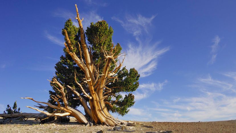 10 Bristlecone pine tree GettyImages-sb10067340j-001