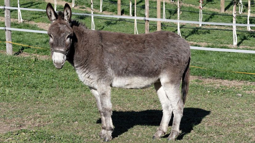 Donkey