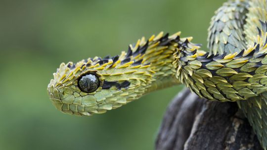 Can You Name These 40 Venomous Snakes in 5 Minutes?
