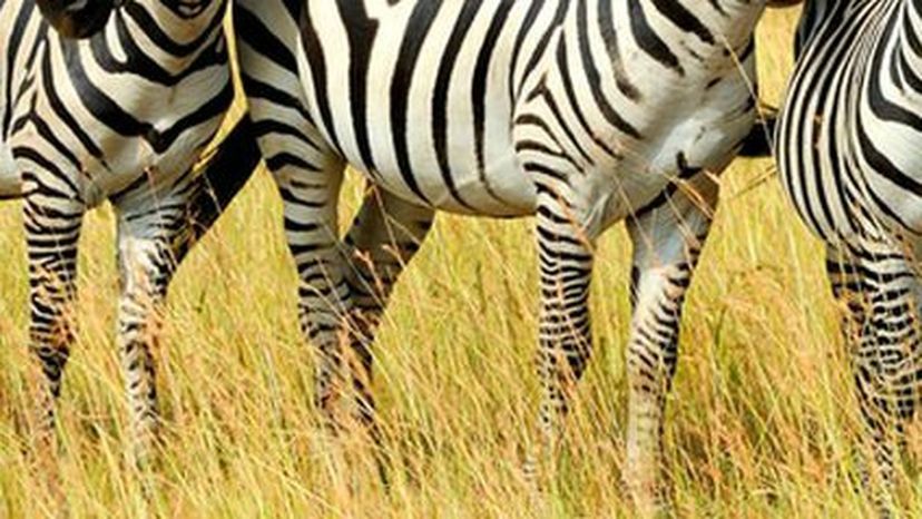 Zebra