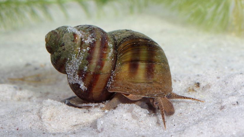 Freshwater snail