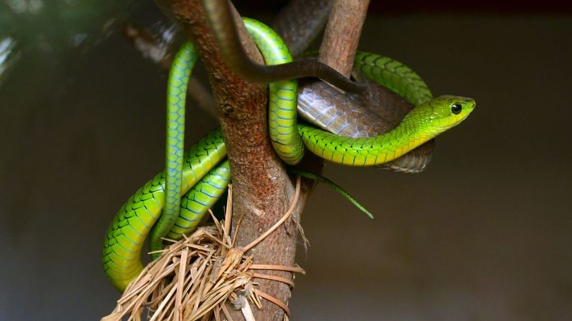 Boomslang