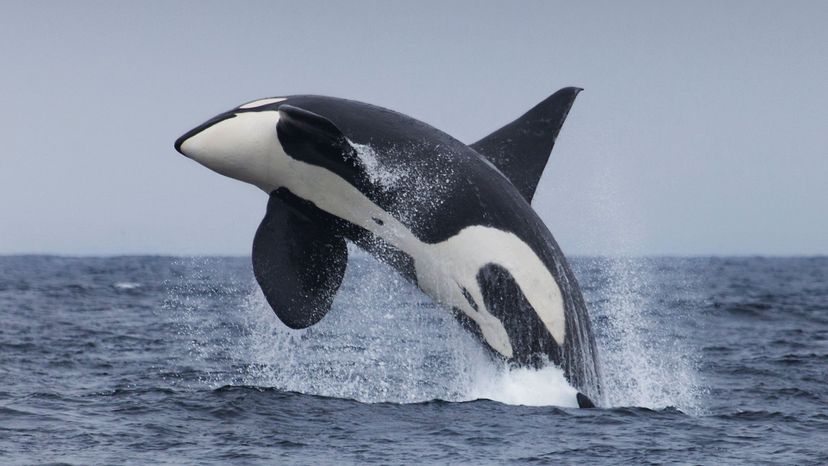 Orca