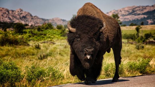 Can You Name Every Animal in These North American Wildlife Images?